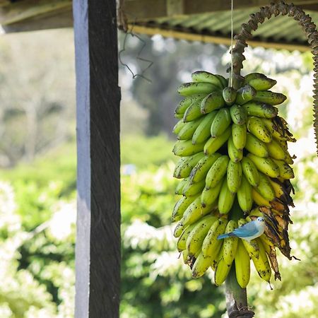 Concepcion Coffee Garden Ranch Costa Ricaアパートメント エクステリア 写真