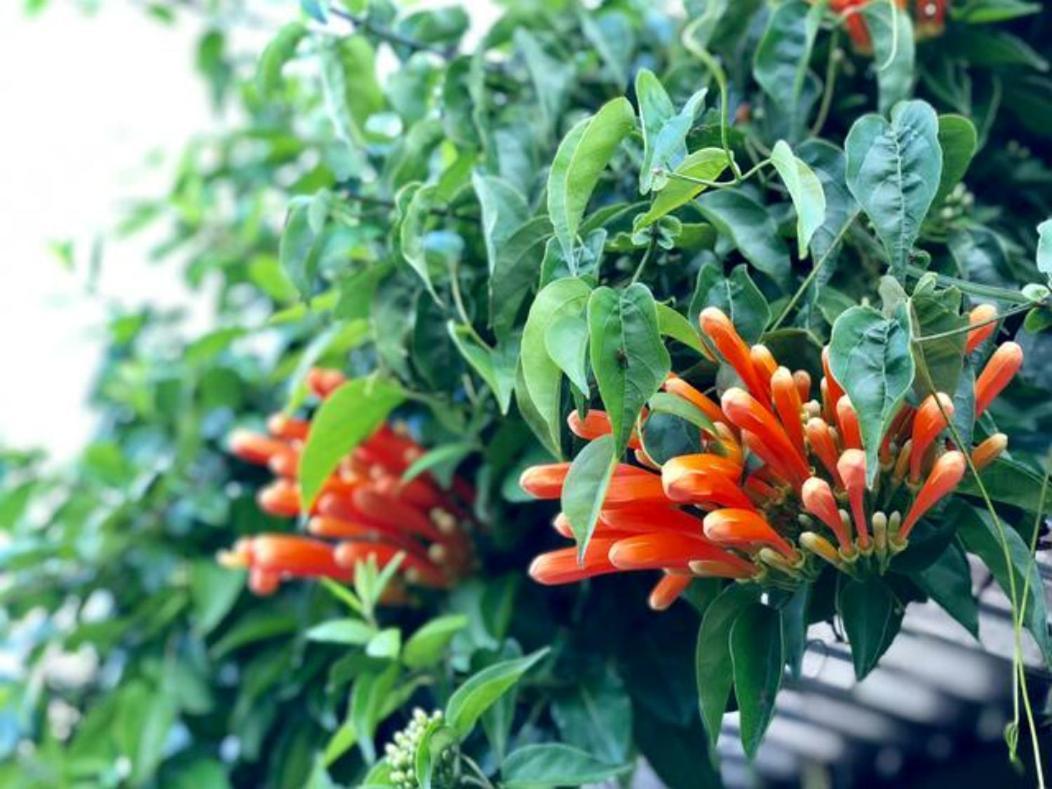 Concepcion Coffee Garden Ranch Costa Ricaアパートメント エクステリア 写真
