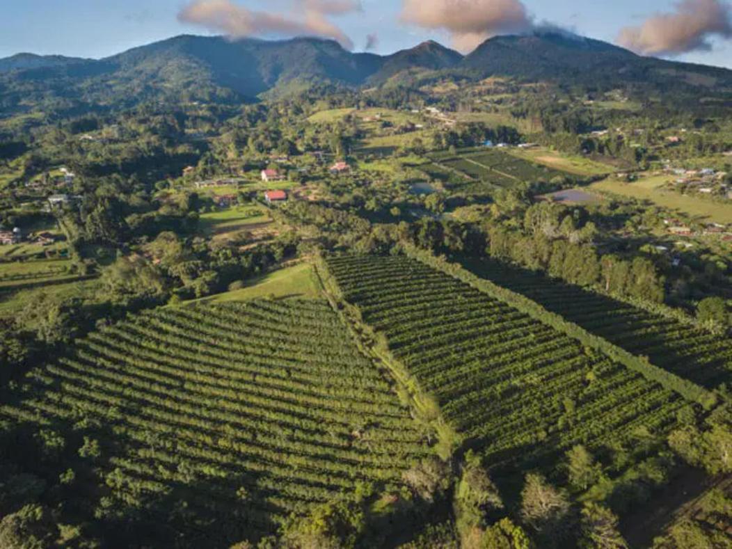 Concepcion Coffee Garden Ranch Costa Ricaアパートメント エクステリア 写真