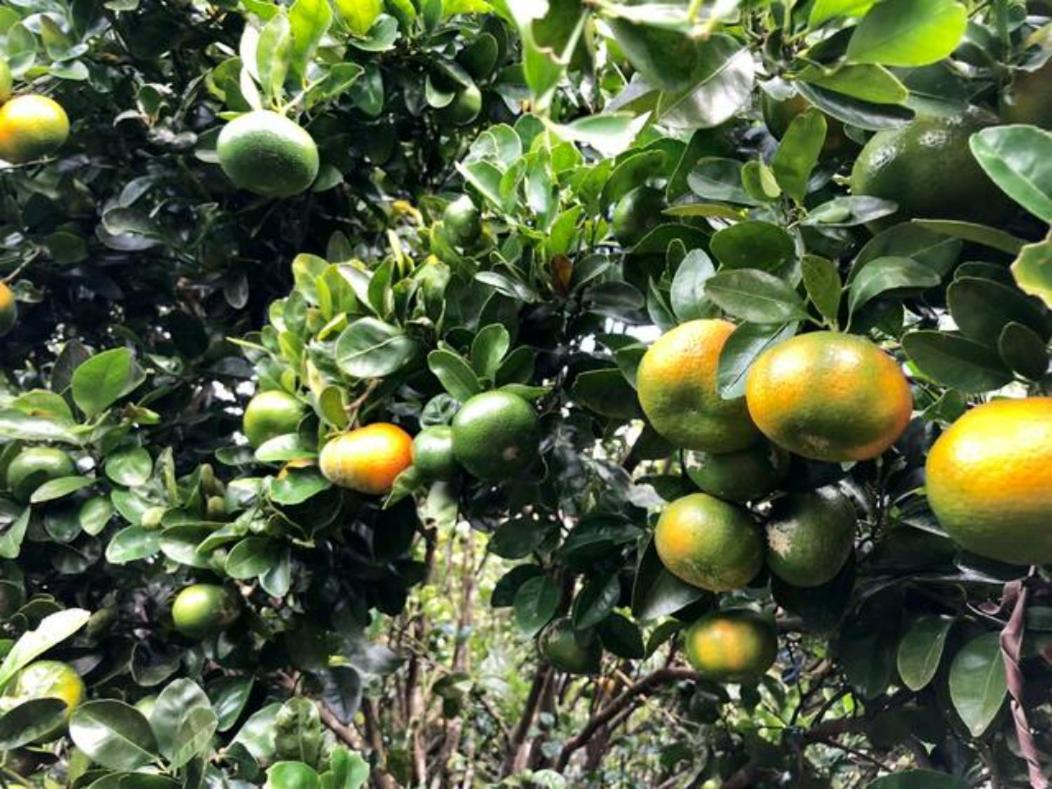 Concepcion Coffee Garden Ranch Costa Ricaアパートメント エクステリア 写真