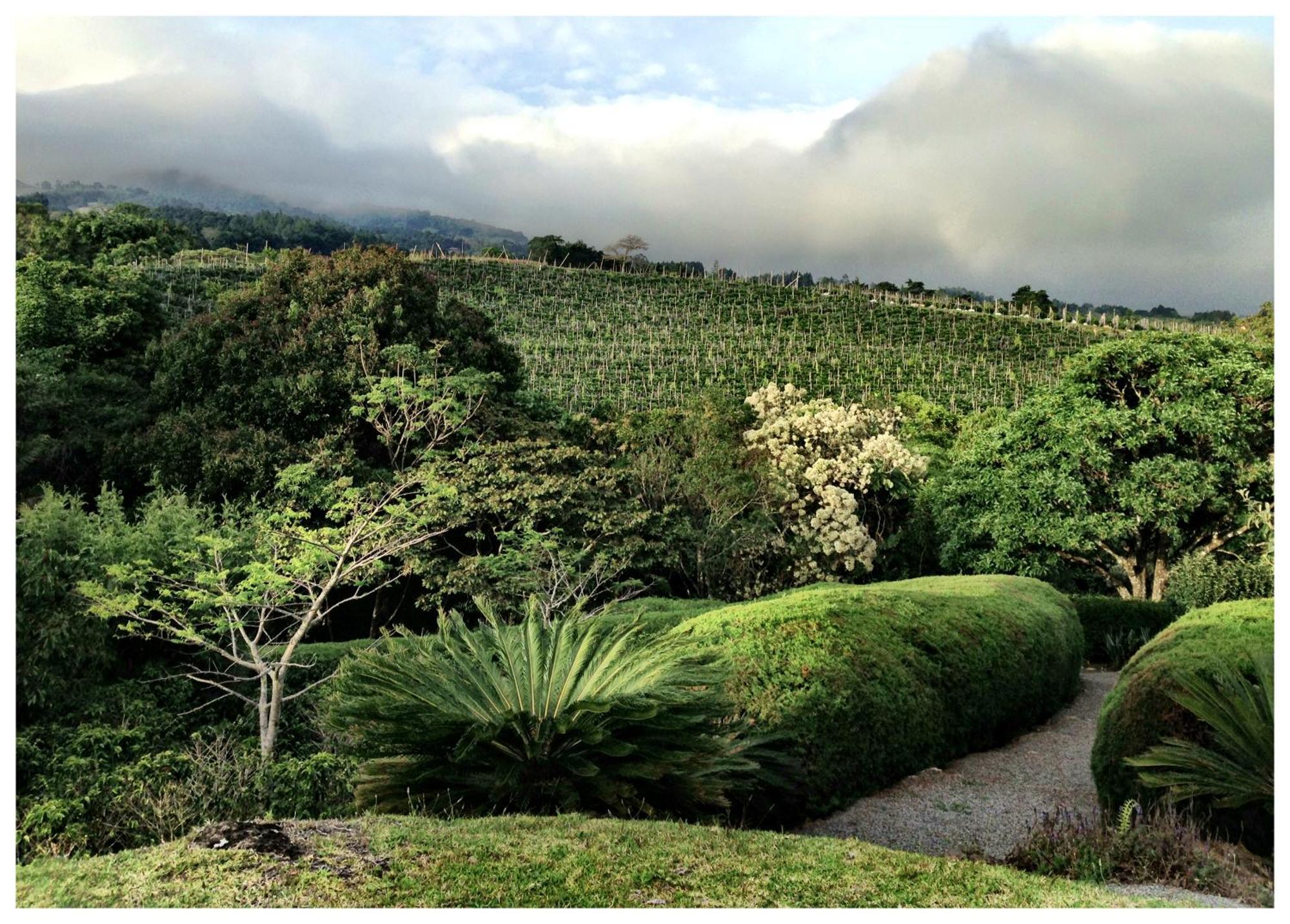 Concepcion Coffee Garden Ranch Costa Ricaアパートメント エクステリア 写真