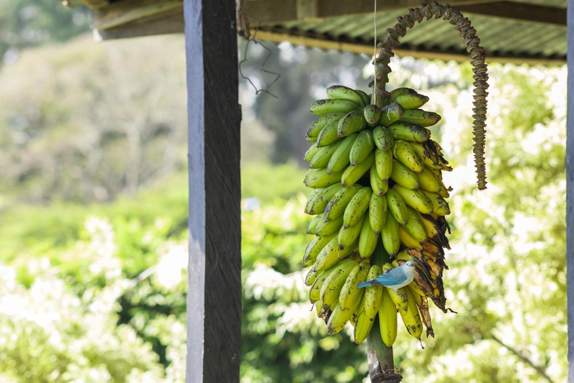 Concepcion Coffee Garden Ranch Costa Ricaアパートメント エクステリア 写真
